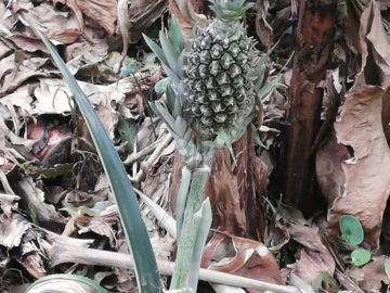 Foto do imóvel Chácara Fazenda Sítio em Mairiporã