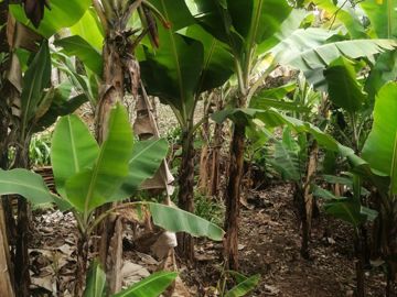 Foto do imóvel Chácara Fazenda Sítio em Mairiporã