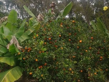 Foto do imóvel Chácara Fazenda Sítio em Mairiporã
