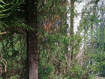 Foto do imóvel Casa em Atibaia