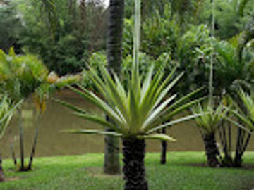  CA0019 