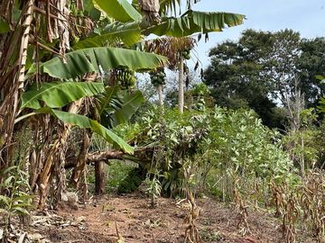 Foto do imóvel Chácara Fazenda Sítio em Atibaia