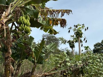 Foto do imóvel Chácara Fazenda Sítio em Atibaia
