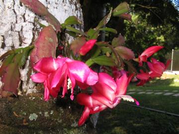 Image Description