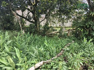 Foto do imóvel Lote Terreno em Itanhaem