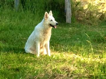 Image Description